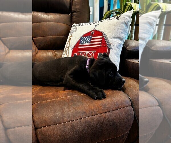 Medium Photo #3 Cane Corso Puppy For Sale in REEVESVILLE, SC, USA
