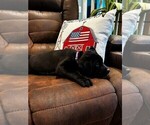 Small #2 Cane Corso