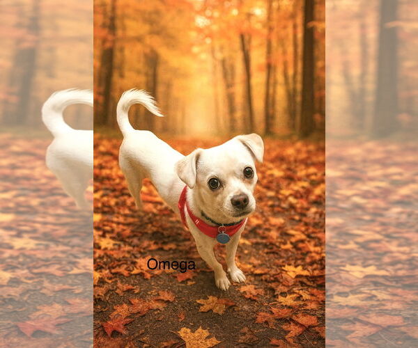 Medium Photo #4 Chi-Chon Puppy For Sale in Colorado Springs, CO, USA