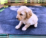 Small #3 Goldendoodle