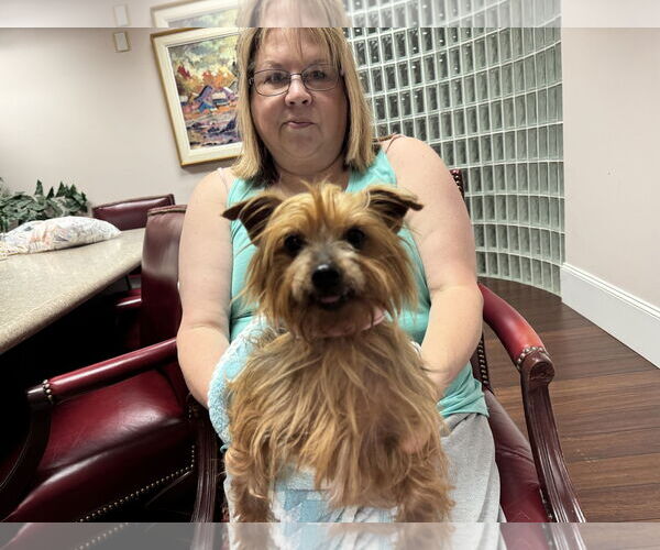 Medium Photo #5 Mutt Puppy For Sale in Holly Springs, NC, USA