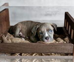 Small #2 American Pit Bull Terrier