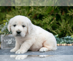 Puppy Matthew English Cream Golden Retriever