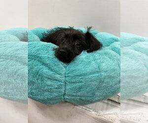 Shiner - Male Mutt Dog for Adoption - Photo #2