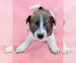 Small #1 Chihuahua Mix