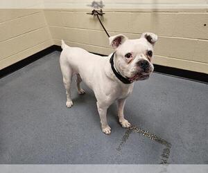 Boxer Dogs for adoption in Denver, CO, USA