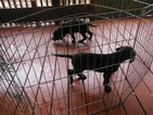 Small Photo #8 Great Dane Puppy For Sale in BLUE CREEK, OH, USA