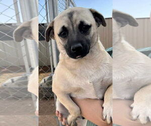 Mutt Dogs for adoption in Cranston, RI, USA