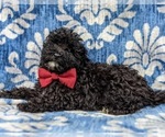 Small Photo #5 Poodle (Miniature) Puppy For Sale in KINZERS, PA, USA