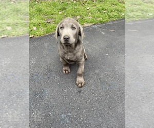 Labrador Retriever Puppy for sale in MILFORD, PA, USA