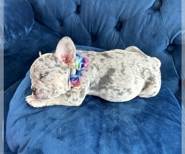 Medium Photo #13 French Bulldog Puppy For Sale in COLUMBUS, OH, USA