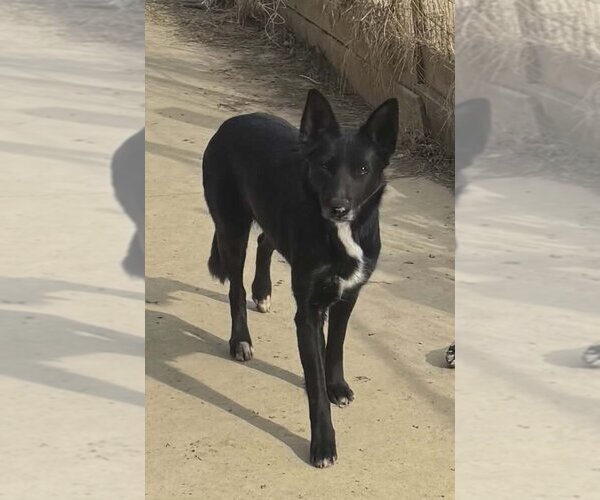 Medium Photo #3 German Shepherd Dog-Unknown Mix Puppy For Sale in Aurora, IN, USA