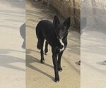 Small #2 German Shepherd Dog Mix