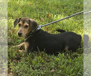 LUNA - Female Beagle Dog for Adoption - Photo #2