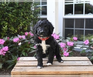 Aussiedoodle Miniature  Puppy for sale in APPLE CREEK, OH, USA