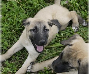 Anatolian Shepherd Puppy for sale in THORN HILL, TN, USA