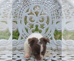 Small Photo #17 Chihuahua Puppy For Sale in HAYES, VA, USA