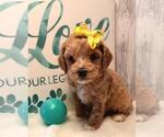Small #13 Poodle (Toy)