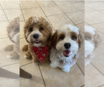 Small Photo #5 Cavapoo Puppy For Sale in TORRANCE, CA, USA