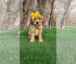 Image preview for Ad Listing. Nickname: Maggie mini