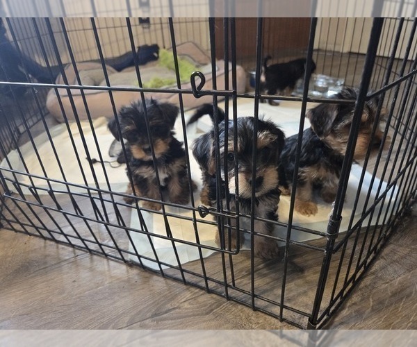 Medium Photo #3 Yorkshire Terrier Puppy For Sale in NORTHGLENN, CO, USA