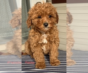 Medium Cavapoo