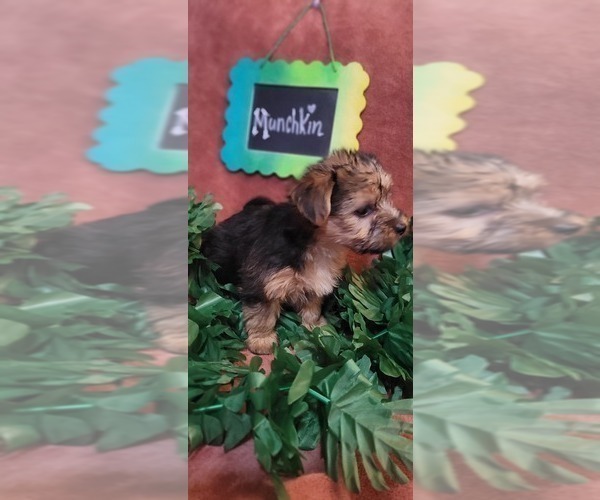 Medium Photo #24 Yorkshire Terrier Puppy For Sale in AKRON, OH, USA