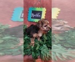 Small Photo #24 Yorkshire Terrier Puppy For Sale in AKRON, OH, USA