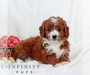 Cavapoo (Miniature) Puppy for sale in LITITZ, PA, USA