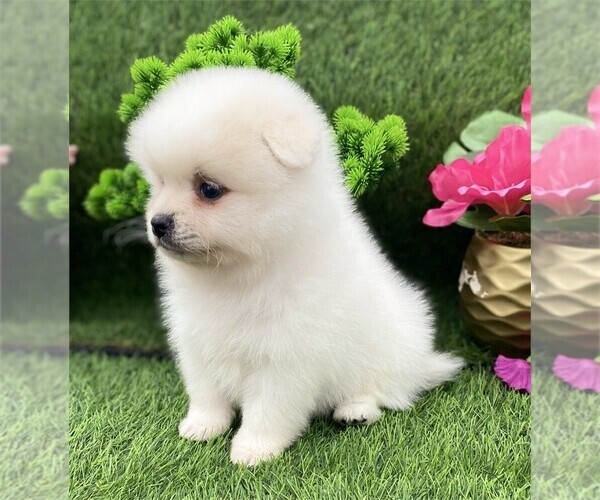 Medium Photo #2 Pomeranian Puppy For Sale in WEST PALM BEACH, FL, USA