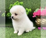 Small Photo #6 Pomeranian Puppy For Sale in WEST PALM BEACH, FL, USA
