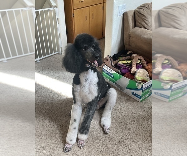 Medium Photo #6 Poodle (Standard) Puppy For Sale in PEYTON, CO, USA