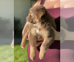 Small Photo #19 Australian Shepherd Puppy For Sale in VACAVILLE, CA, USA