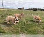 Small Photo #1 Australian Cattle Dog Puppy For Sale in CENTERVILLE, WA, USA