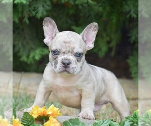 French Bulldog Puppy for sale in QUARRYVILLE, PA, USA