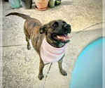 Small #4 Dutch Shepherd -Plott Hound Mix