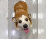 Small #1 Mutt