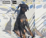Zoe - Female Doberman Pinscher Puppy for Sale - Photo #7