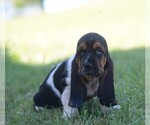 Puppy Beatrice Basset Hound