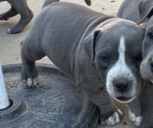 American Bully Puppy for sale in PACOIMA, CA, USA