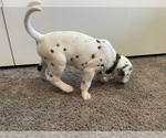 Small Photo #8 Dalmatian Puppy For Sale in SAINT PETERSBURG, FL, USA