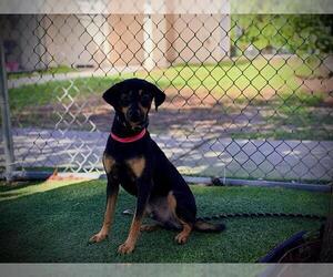 Cheagle Dogs for adoption in Orlando, FL, USA