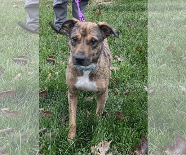 Medium Photo #4 Mountain Cur-Unknown Mix Puppy For Sale in Plainfield, IL, USA