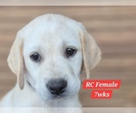 Small Photo #122 Labrador Retriever Puppy For Sale in EDGEWOOD, TX, USA