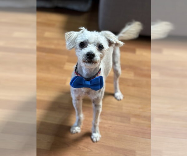 Medium Photo #2 Maltipoo (Miniature) Puppy For Sale in Phoenix, AZ, USA