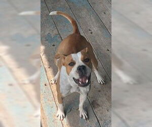 American Pit Bull Terrier-Unknown Mix Dogs for adoption in Houston, TX, USA