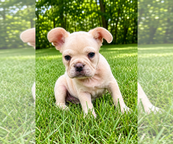 Medium Photo #3 French Bulldog Puppy For Sale in FAIR HAVEN, MI, USA