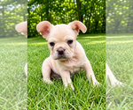 Small #2 French Bulldog