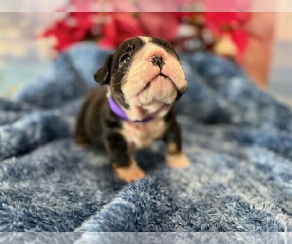 Medium Photo #9 English Bulldog Puppy For Sale in OOLOGAH, OK, USA