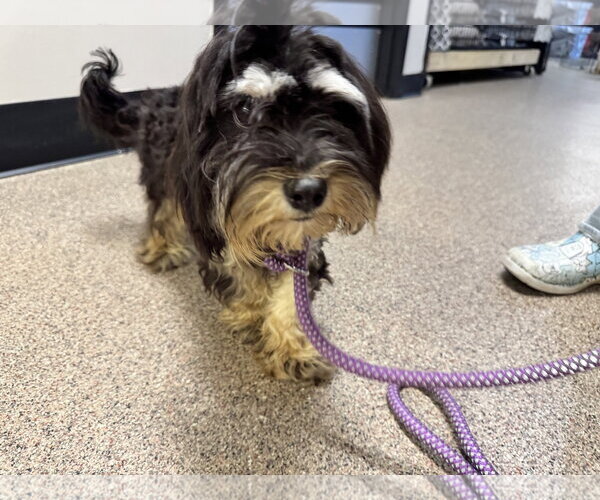 Medium Photo #2 Shih-Poo Puppy For Sale in Sanford, FL, USA